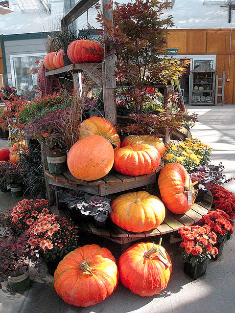 Pumpkins on a flower display